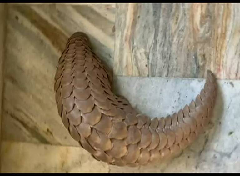 STF Rescued An Pangolin From Bargarh
