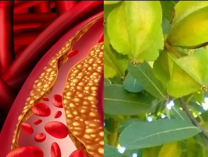 Herbs And Spices Can Manage Cholesterol Level Naturally