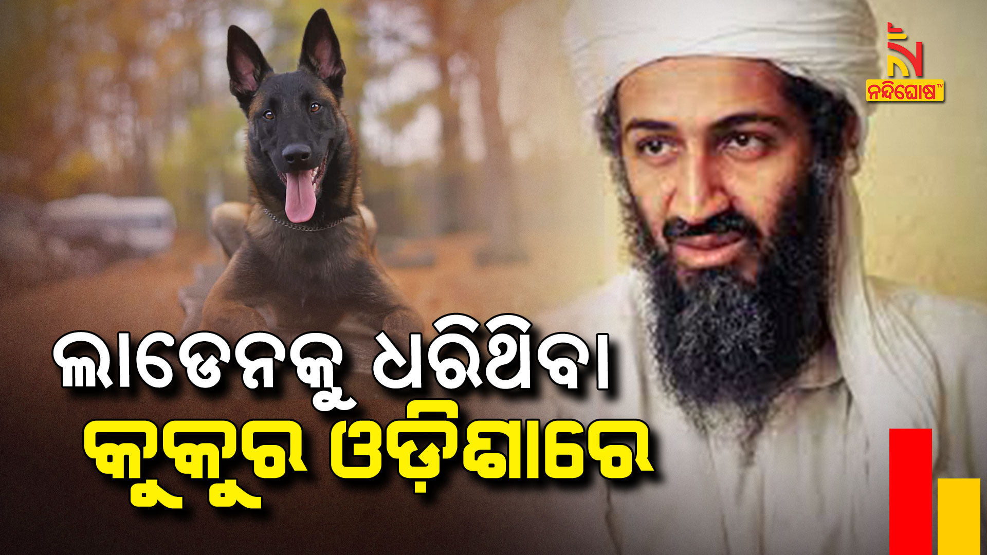 VO-ଓଡ଼ିଶା-ପୋଲିସରେ-ଲାଡେନକୁ-ଧରିଥିବା-କୁକୁର--anita