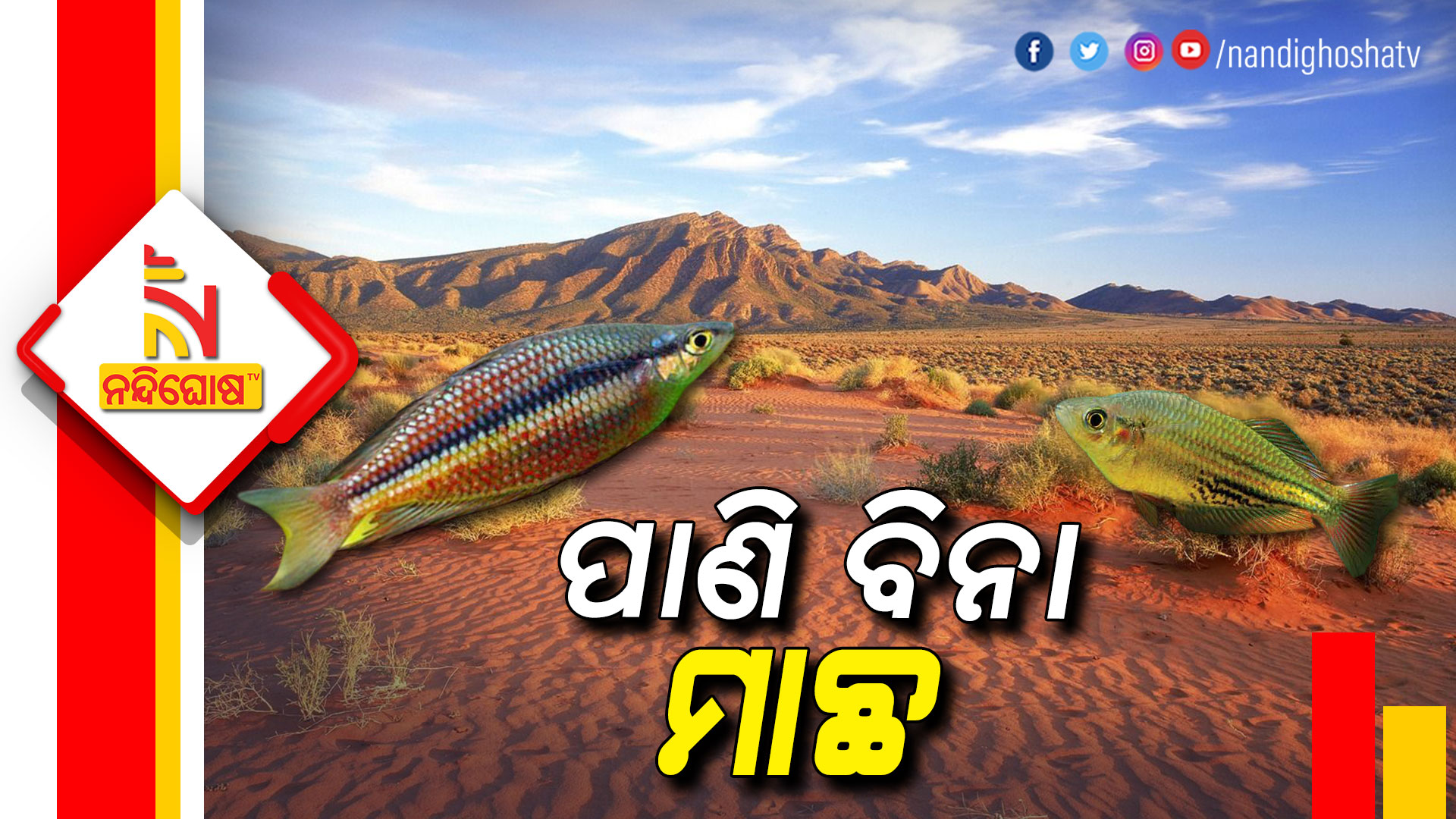 ପାଣି-ବିନା-ମାଛ