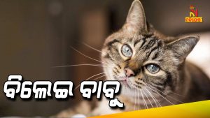 Chhattisgarh Government Was Given Jobs To Cats In office