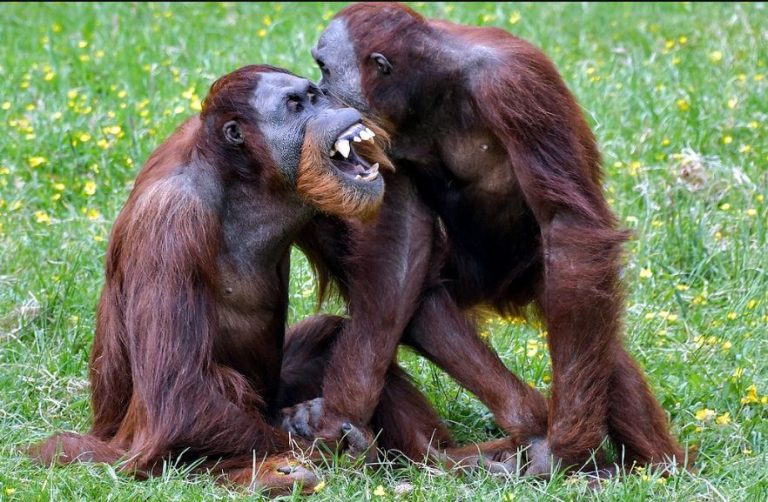 Orangutan Vocabularies Shaped By Socializing Like Humans