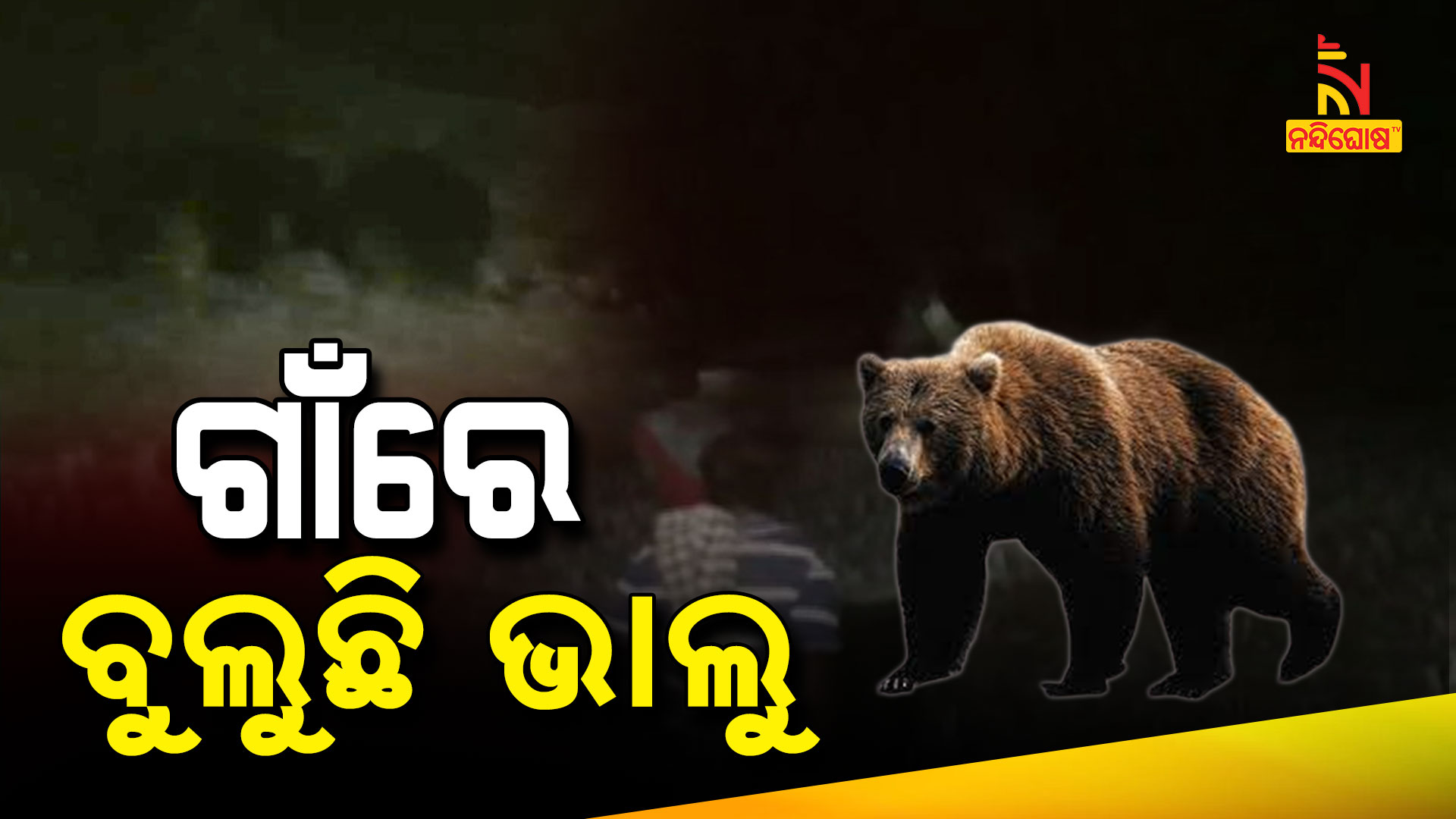 ଗାଁରେ-ବୁଲୁଛି-ଭାଲୁ