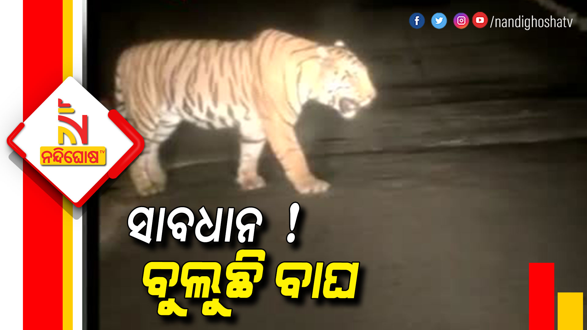 ସାବଧାନ-!-ବୁଲୁଛି-ବାଘ