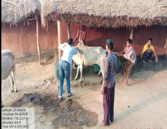 More Than 35 Cows Died In Unknown Disease At Boudh 