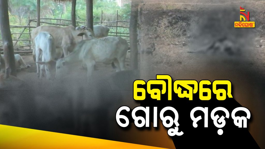 More Than 35 Cows Died In Unknown Disease At Boudh