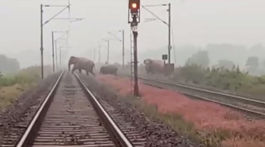 Railway Overpass For Elephants To Build In Odisha