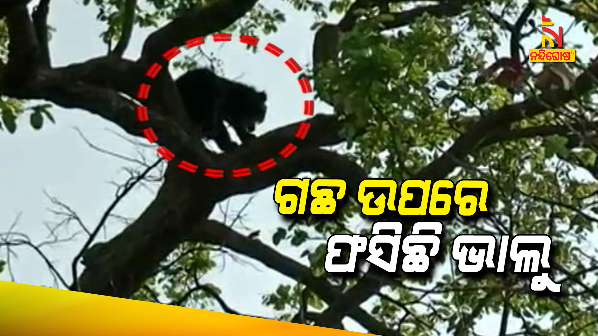 ଗଛ-ଉପରେ-ଫସିଛି-ଭାଲୁ