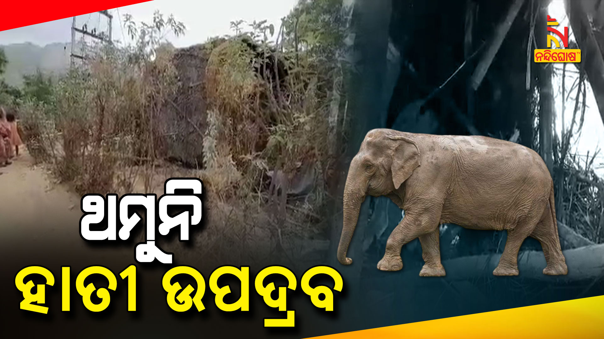 ଥମୁନି-ହାତୀ-ଉପଦ୍ରବ