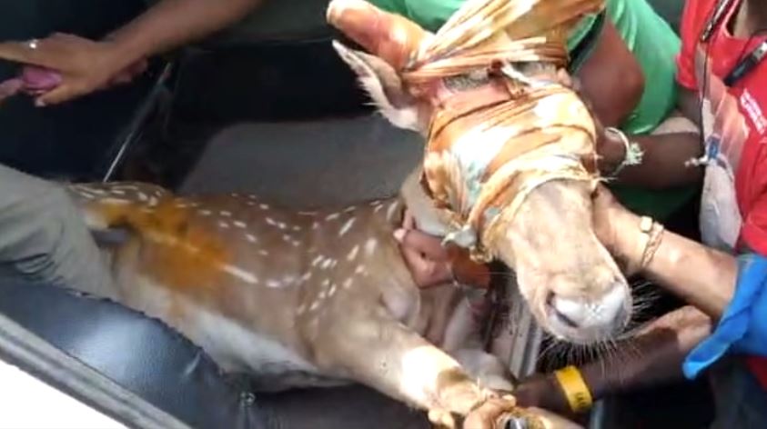 A Deer Rescued From Niladri Vihar BBSR