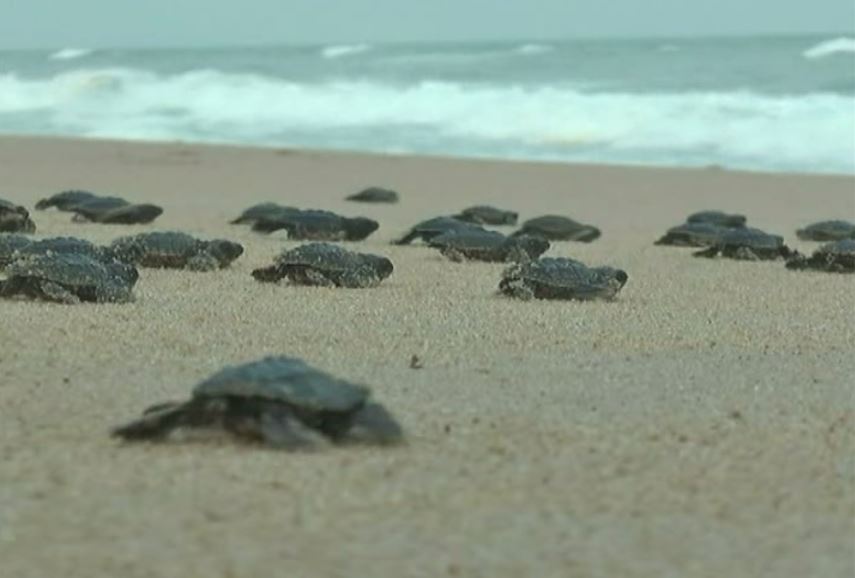 Olive Ridley Turtle Eggs Washed In Sea Berhampur
