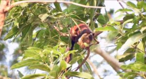 Red Rat Of Nepal Biluding Two Nest At A Time