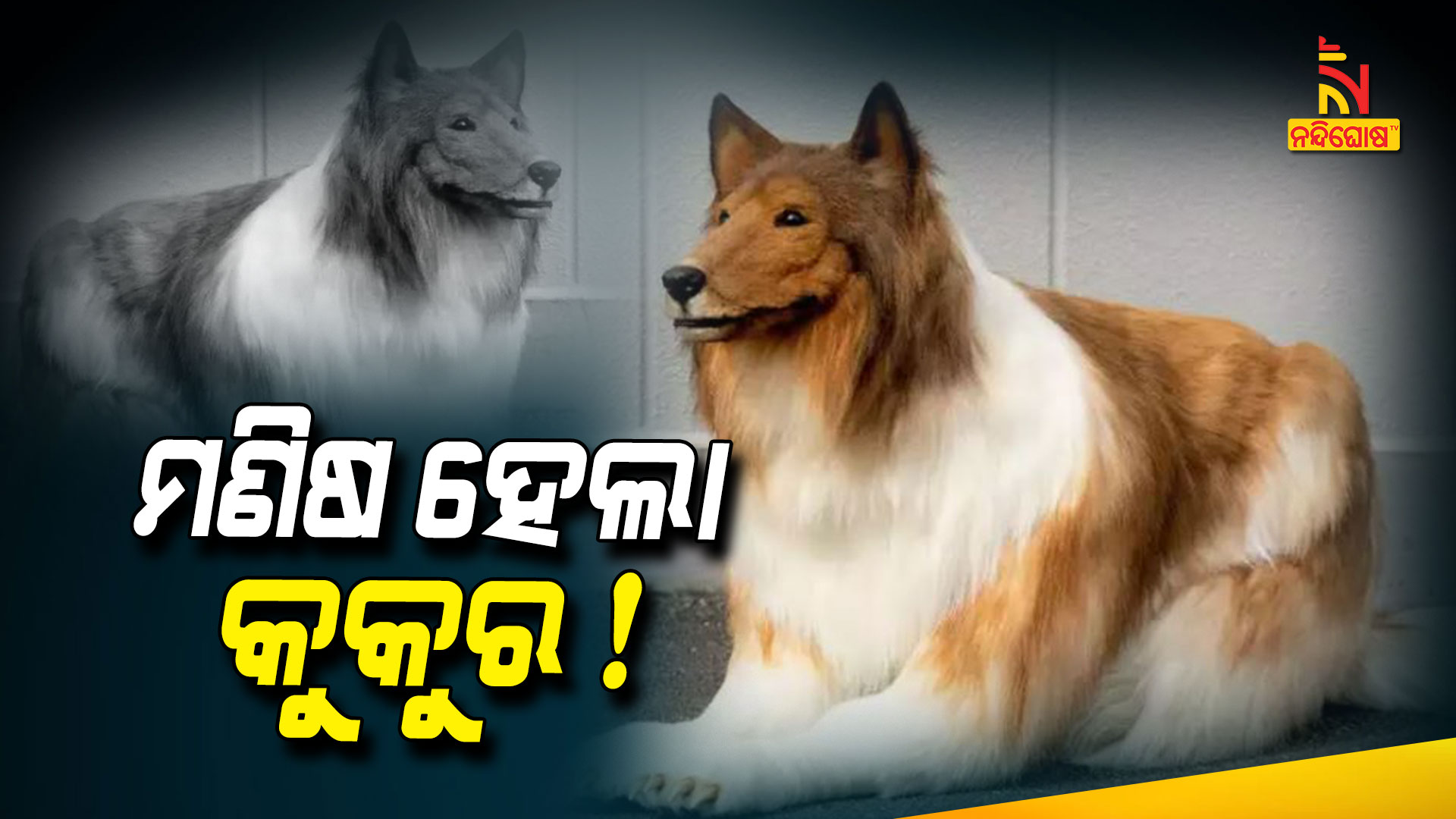 ମଣିଷ-ହେଲା-କୁକୁର!