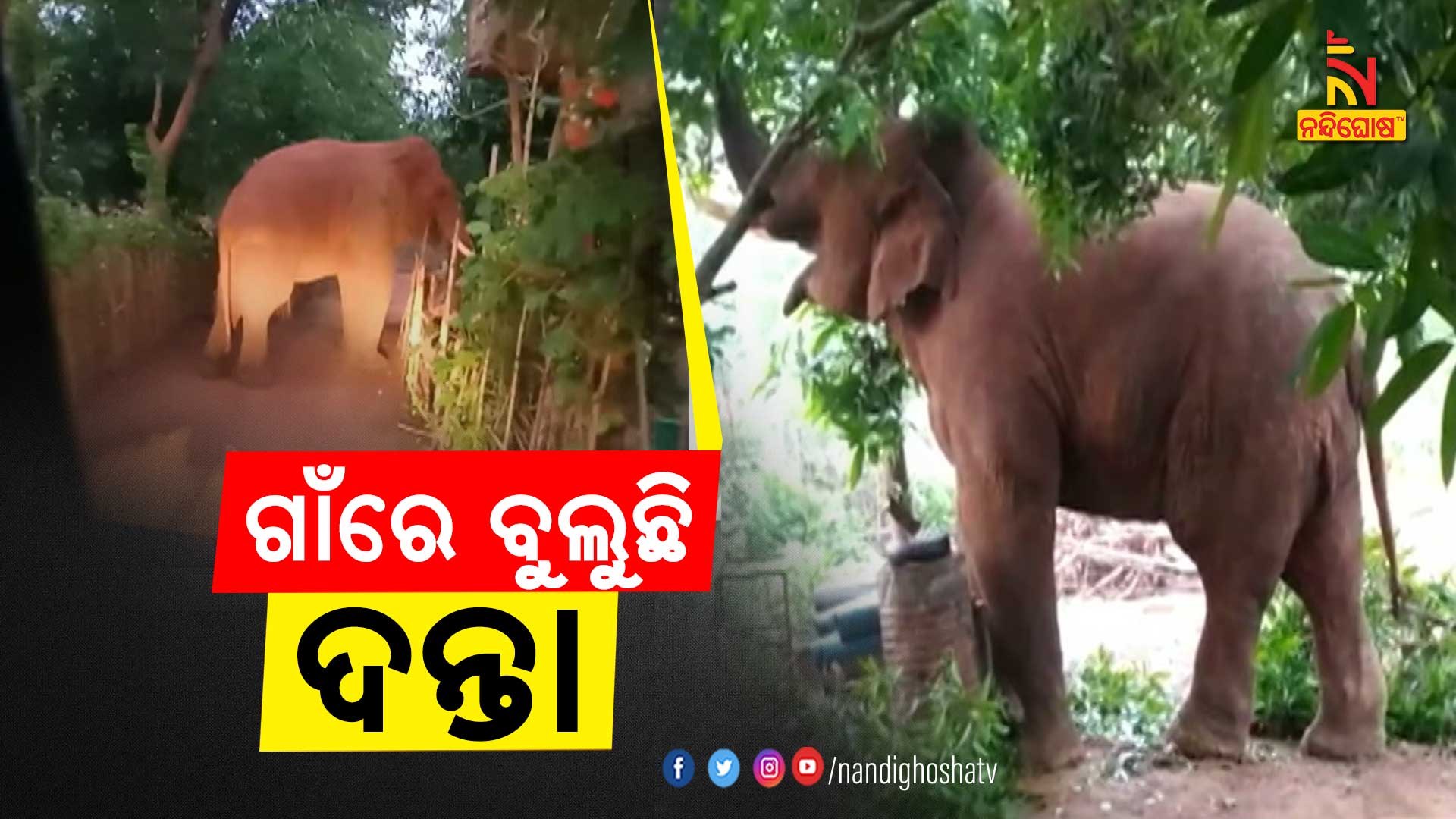 ଗାଁରେ-ବୁଲୁଛି-ଦନ୍ତା