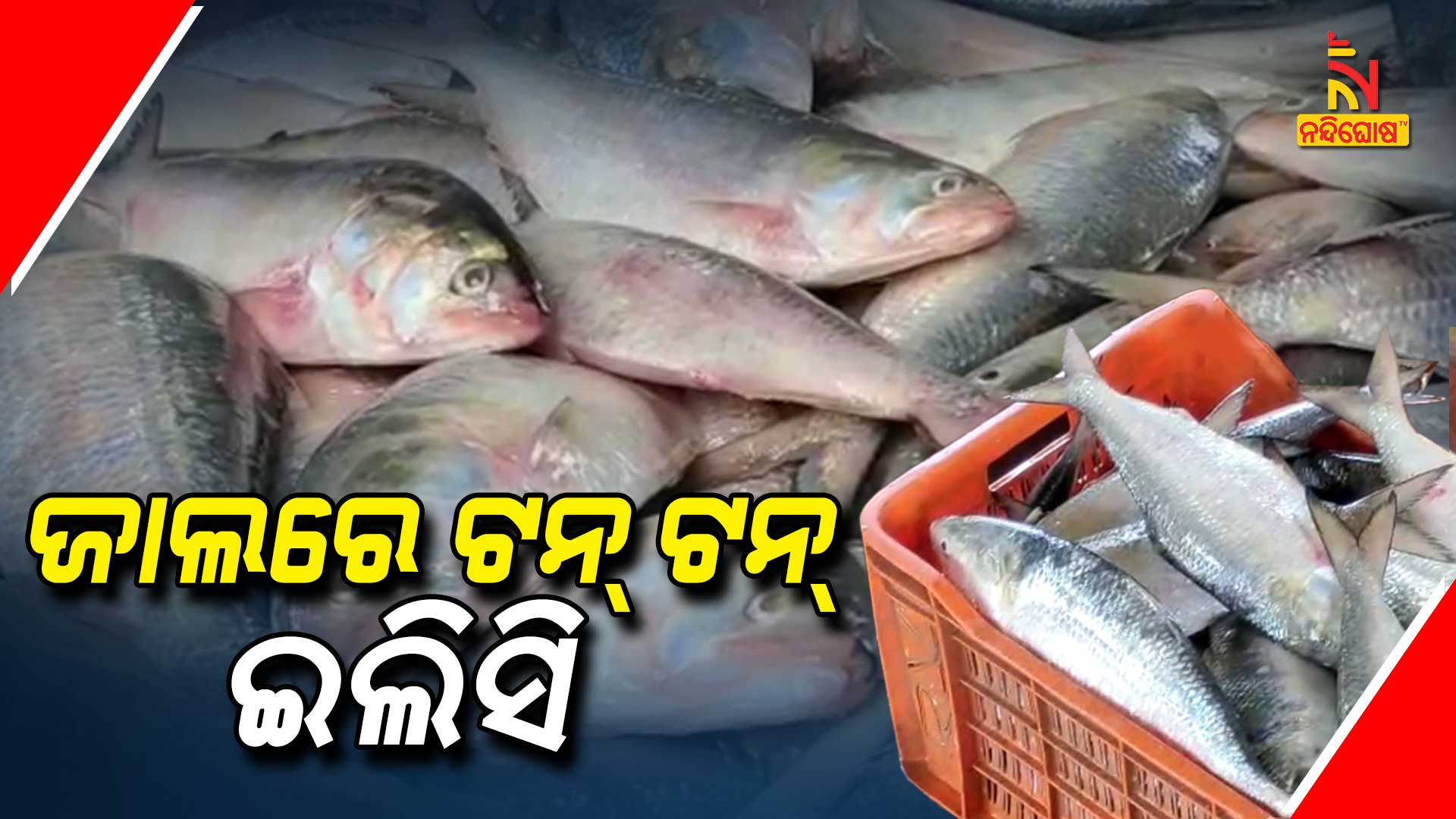 ଜାଲରେ-ଟନ୍-ଟନ୍-ଇଲିସି