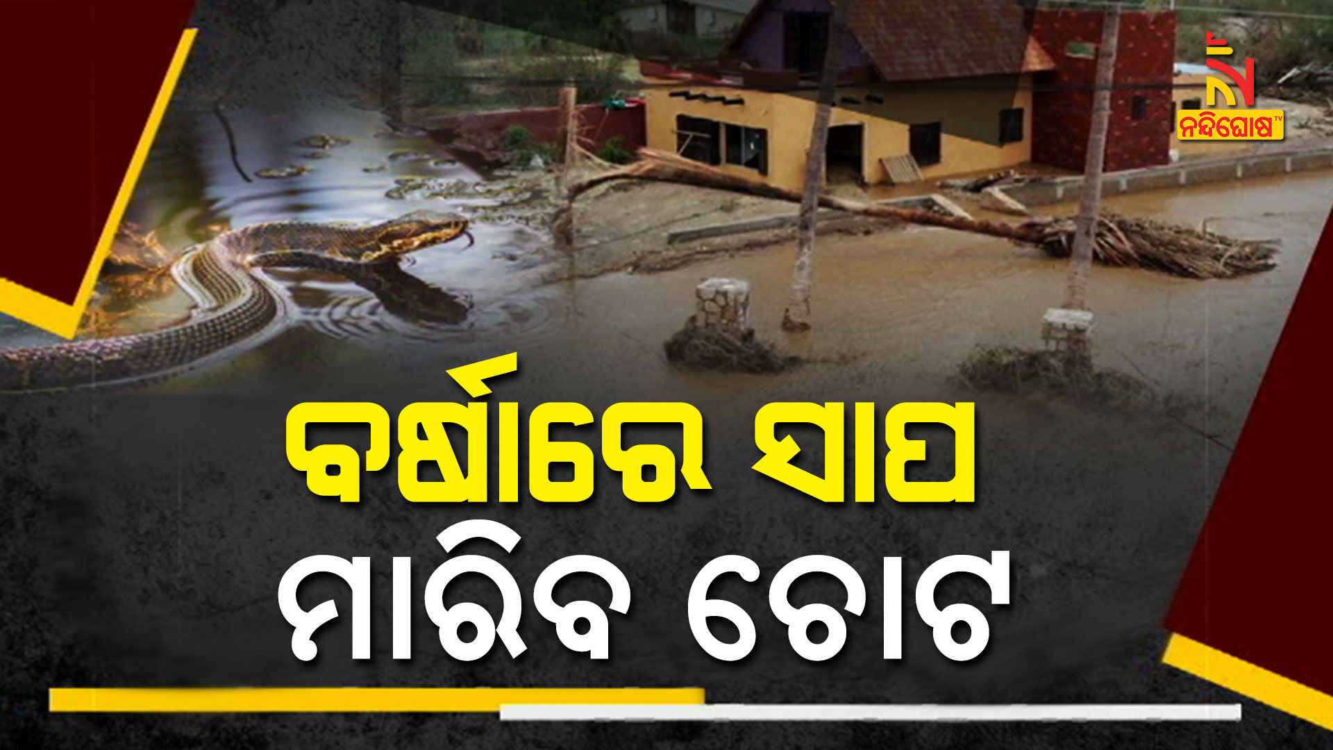 ବର୍ଷାରେ-ସାପ-ମାରିବ-ଚୋଟ