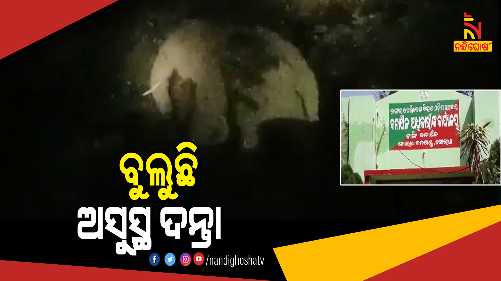 ବୁଲୁଛି-ଅସୁସ୍ଥ-ଦନ୍ତା-TANGI-ELEPHANT