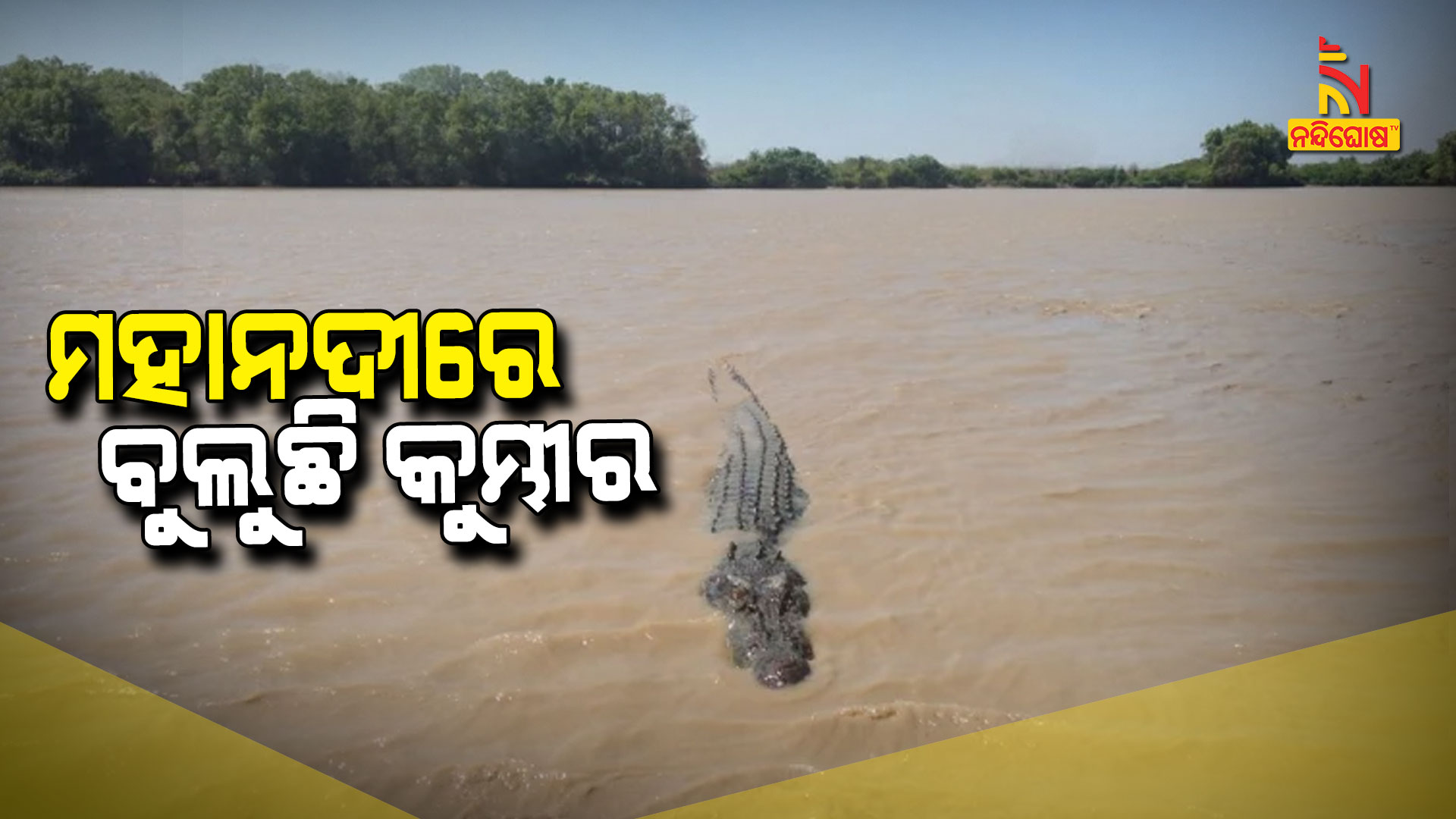 ମହାନଦୀରେ-ବୁଲୁଛି-କୁମ୍ଭୀର