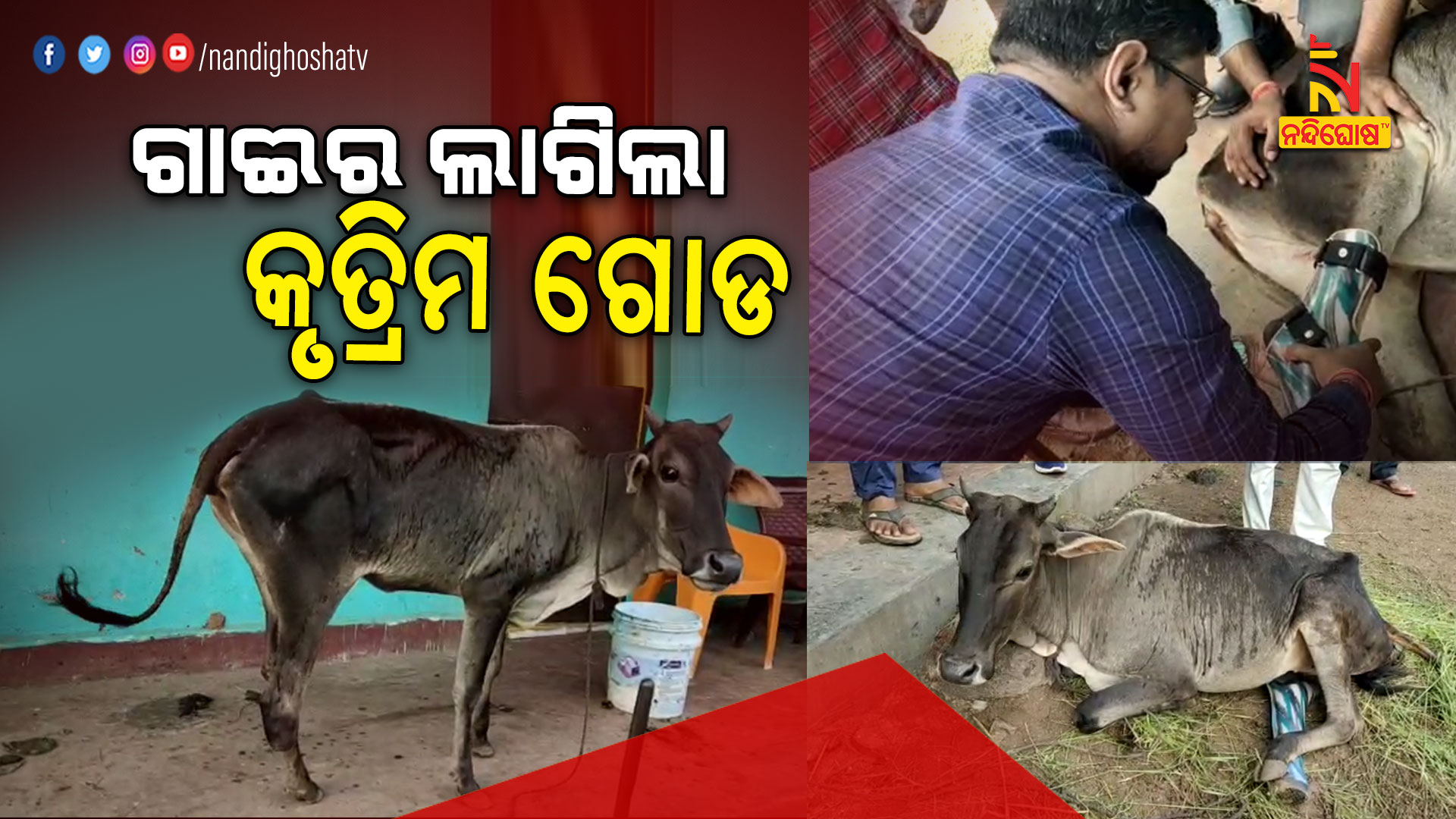 ଗାଈର-ଲାଗିଲା-କୃତ୍ରିମ-ଗୋଡ