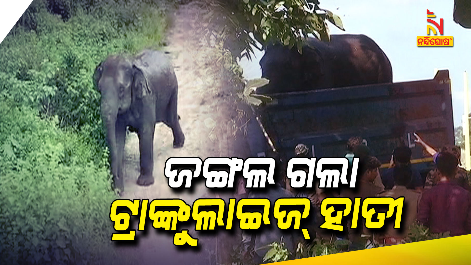 ଜଙ୍ଗଲ-ଗଲା-ଟ୍ରାଙ୍କୁଲାଇଜ୍-ହାତୀ
