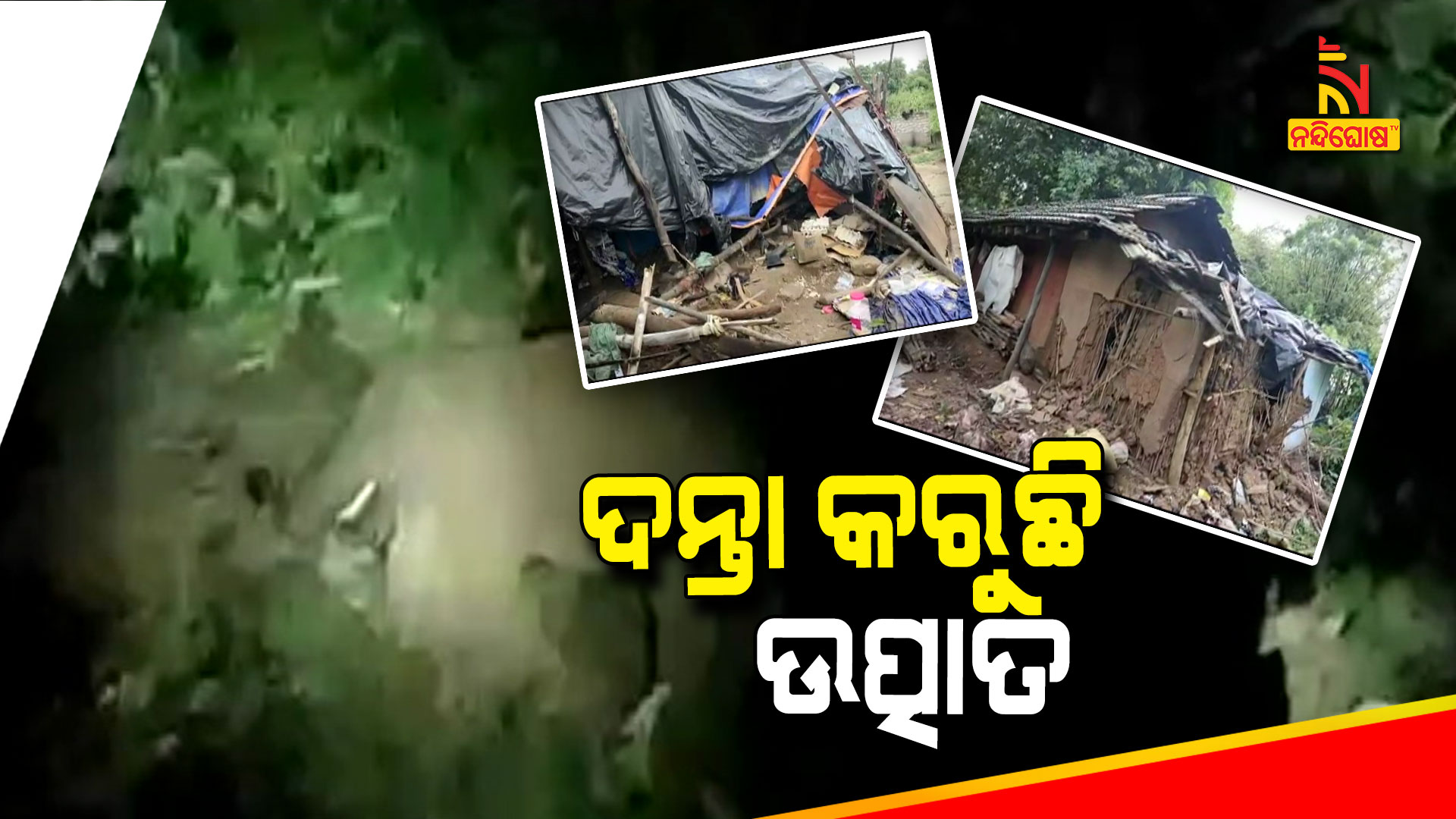 ଦନ୍ତା-କରୁଛି-ଉତ୍ପାତ