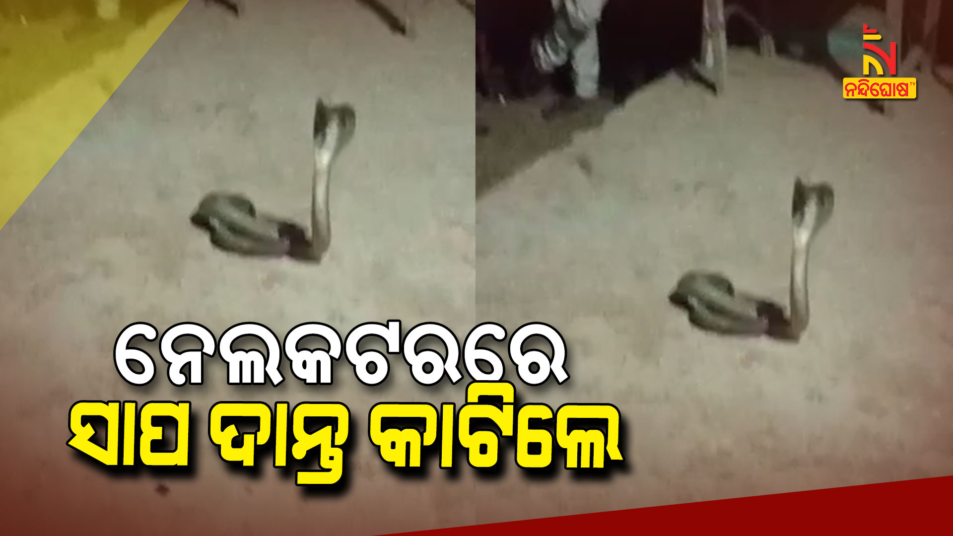 ନେଲକଟରରେ-ସାପ-ଦାନ୍ତ-କାଟିଲେ
