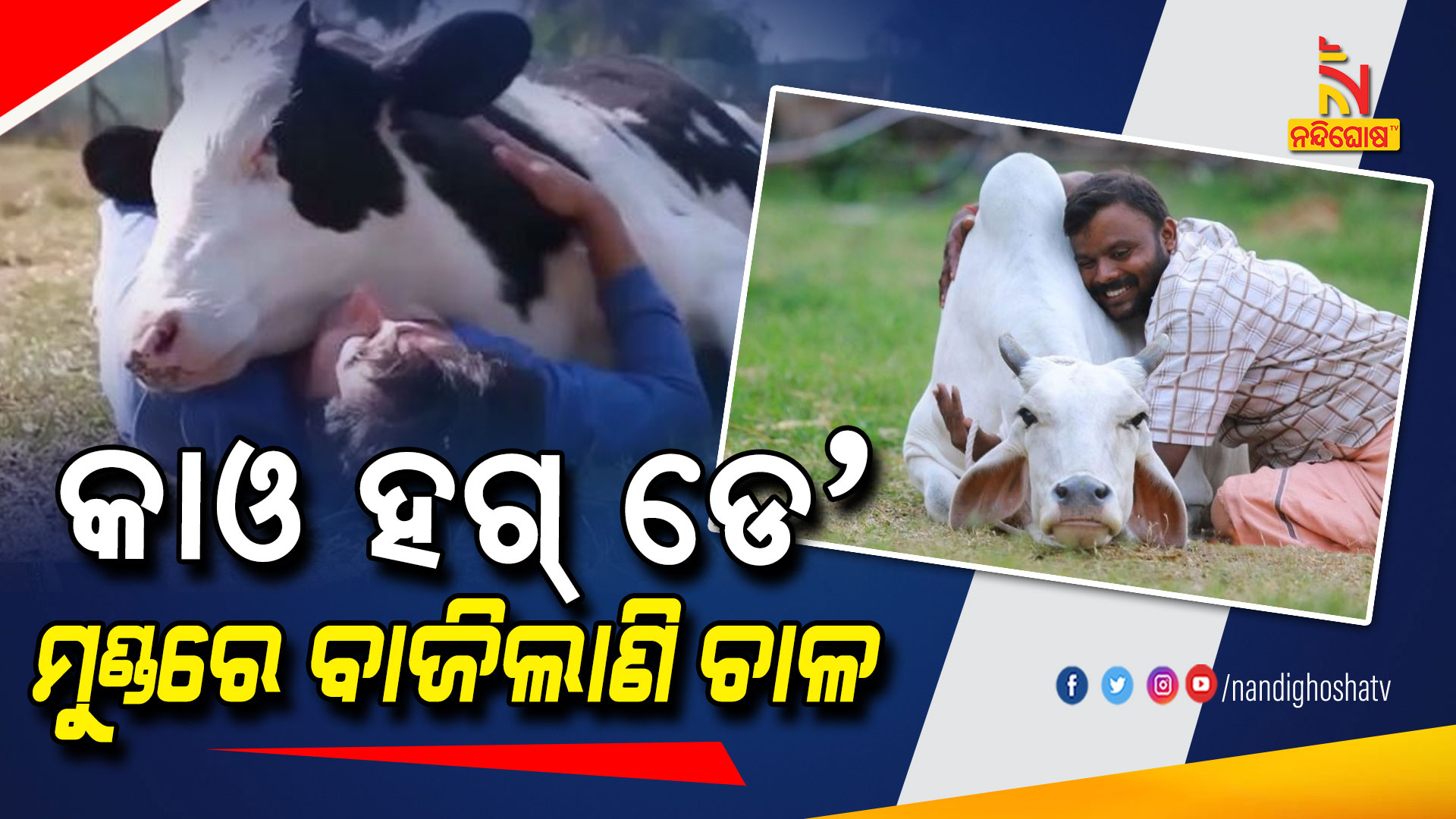 କାଓ-ହଗ୍-ଡେ’--ମୁଣ୍ଡରେ-ବାଜିଲାଣି-ଚାଳ