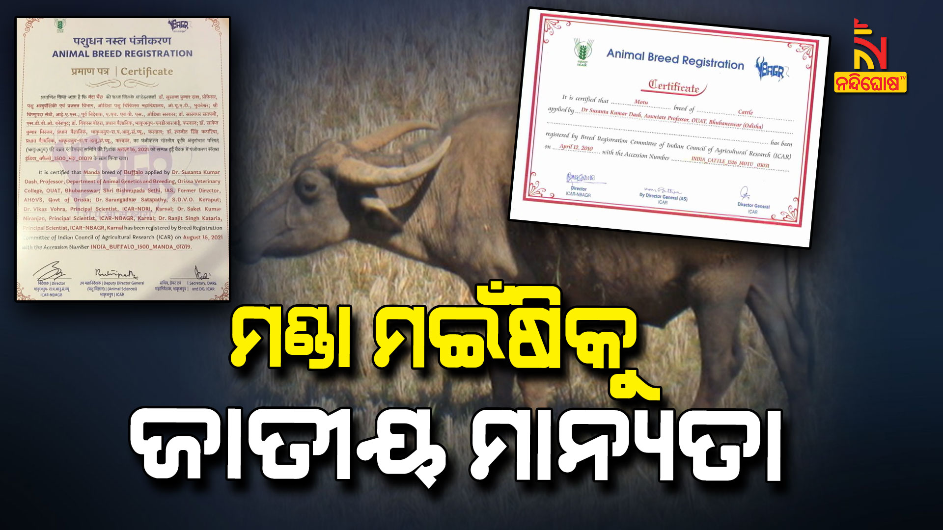 ମଣ୍ଡା-ମଇଁଷିକୁ-ଜାତୀୟ-ମାନ୍ୟତା