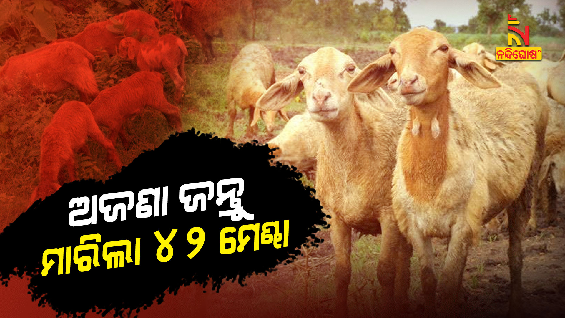 ଅଜଣା-ଜନ୍ତୁ-ମାରିଲା-୪୨-ମେଣ୍ଢା