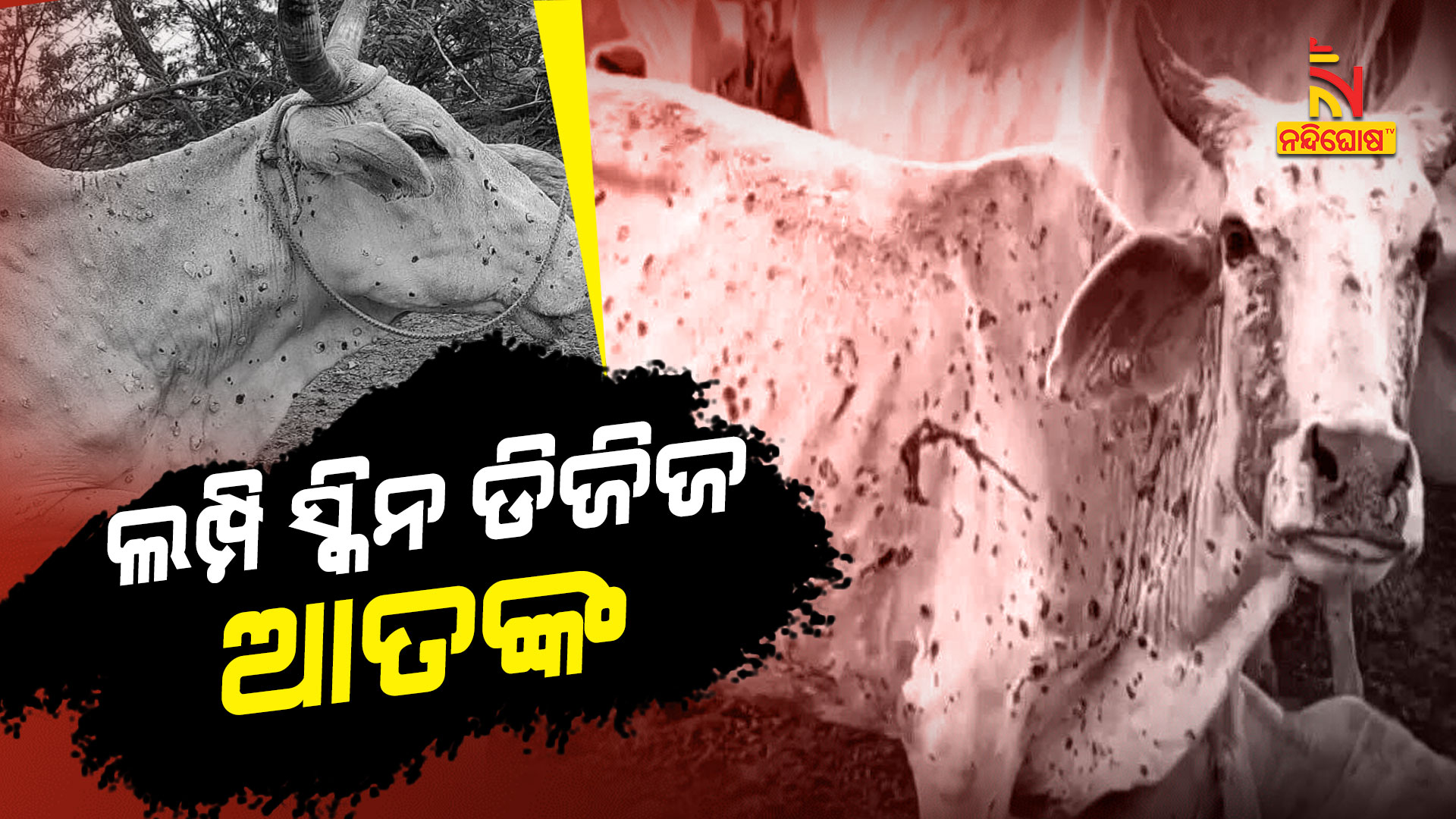 ଲମ୍ପି-ସ୍କିନ-ଡିଜିଜ-ଆତଙ୍କ