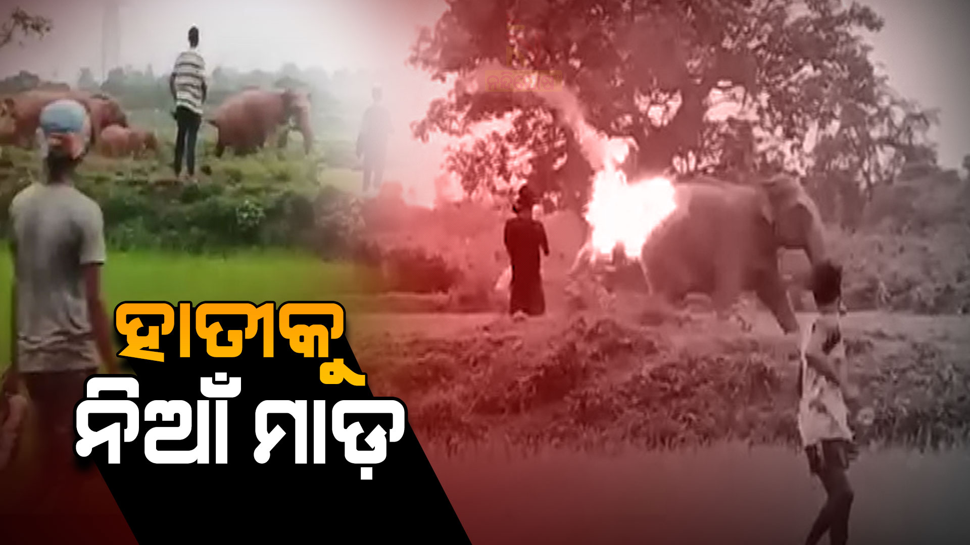 ହାତୀକୁ-ନିଆଁ-ମାଡ଼