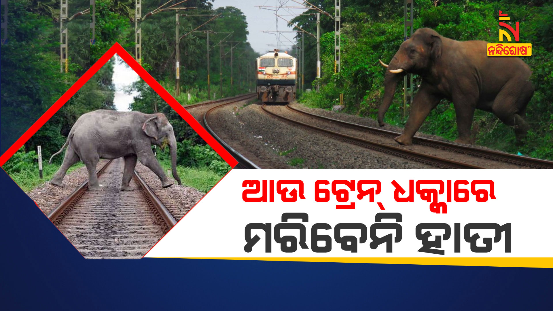 ଆଉ-ଟ୍ରେନ୍-ଧକ୍କାରେ-ମରିବେନି-ହାତୀ