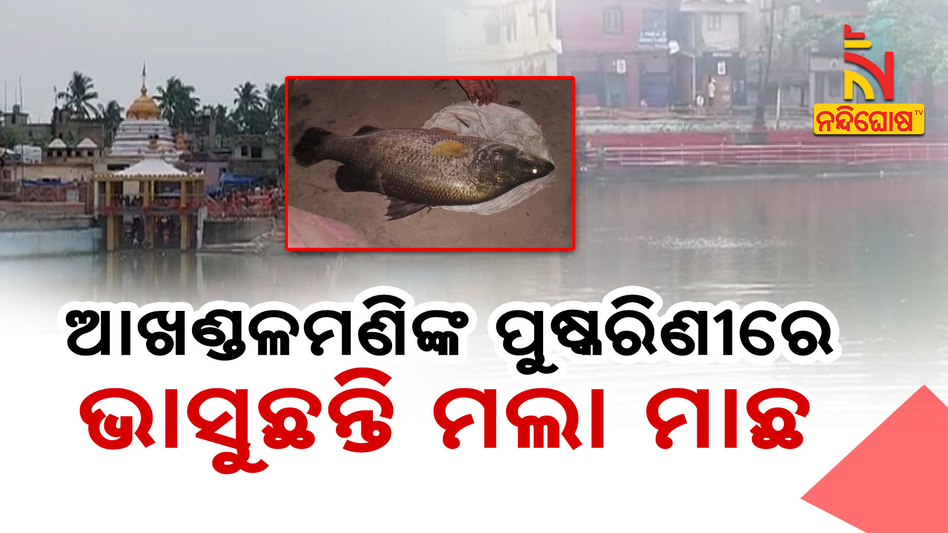 ଆଖଣ୍ଡଳମଣିଙ୍କ-ପୁଷ୍କରିଣୀରେ-ଭାସୁଛନ୍ତି-ମଲା-ମା