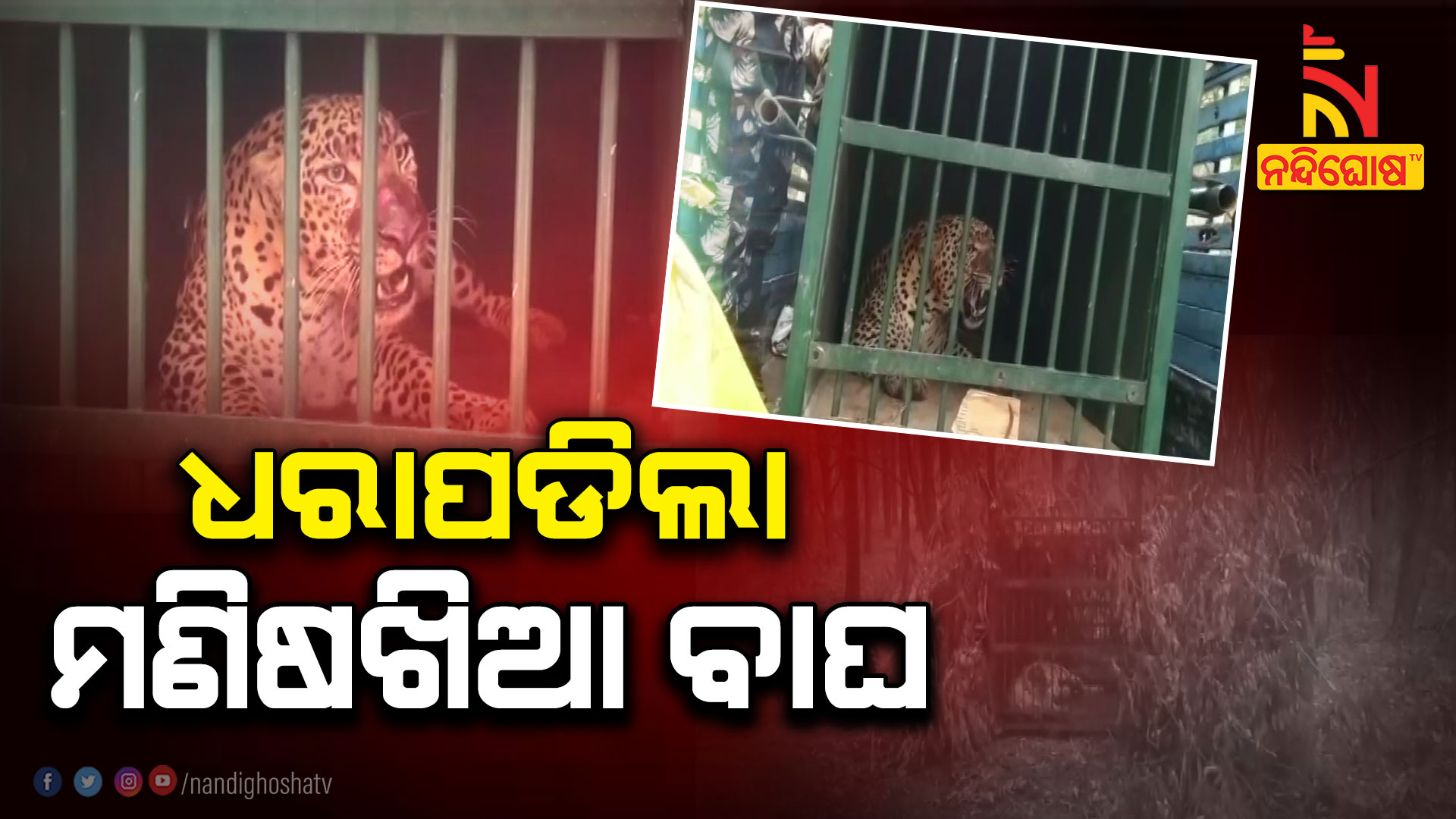 ଧରାପଡିଲା-ମଣିଷଖିଆ-ବାଘ