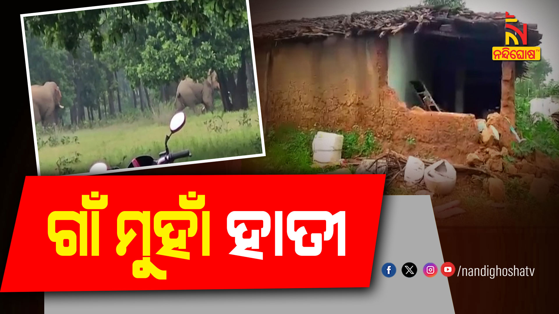 ଗାଁ-ମୁହାଁ-ହାତୀ-SUNDARGARH_ELEPHANT