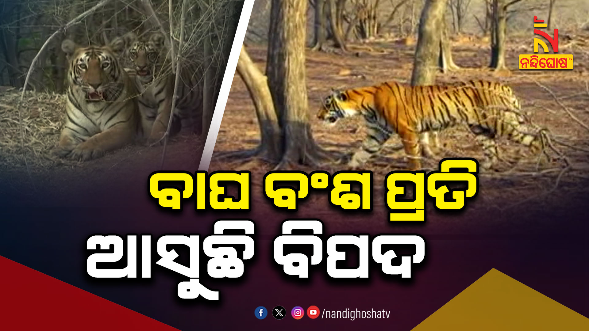 ବାଘ-ବଂଶ-ପ୍ରତି-ଆସୁଛି-ବିପଦ