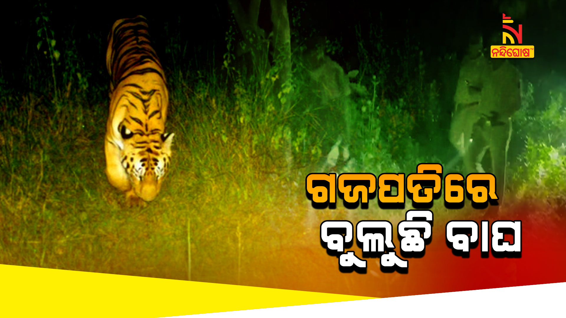 ଗଜପତିରେ-ବୁଲୁଛି-ବାଘ