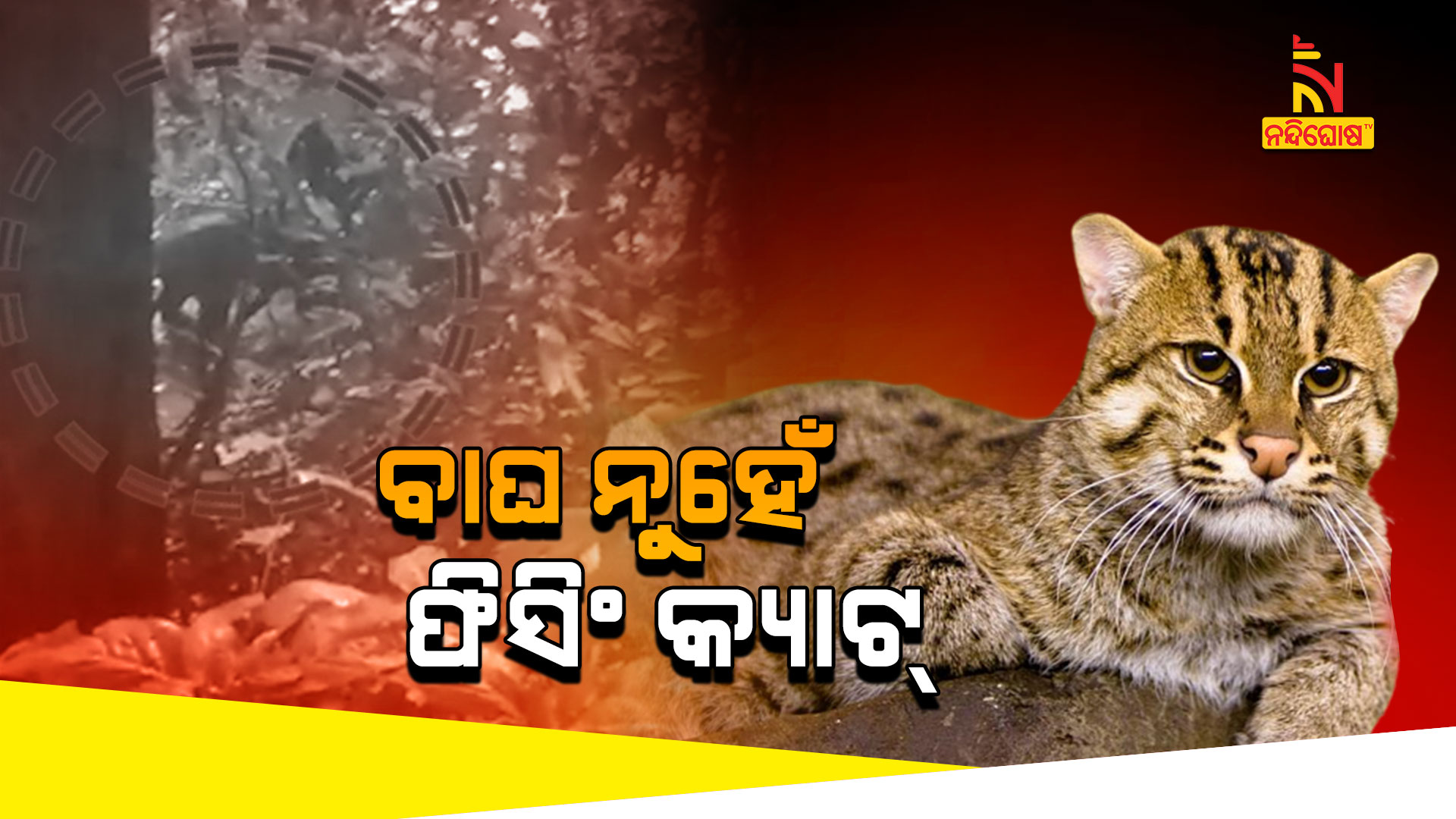 ବାଘ-ନୁହେଁ-ଫିସିଂ-କ୍ୟାଟ୍