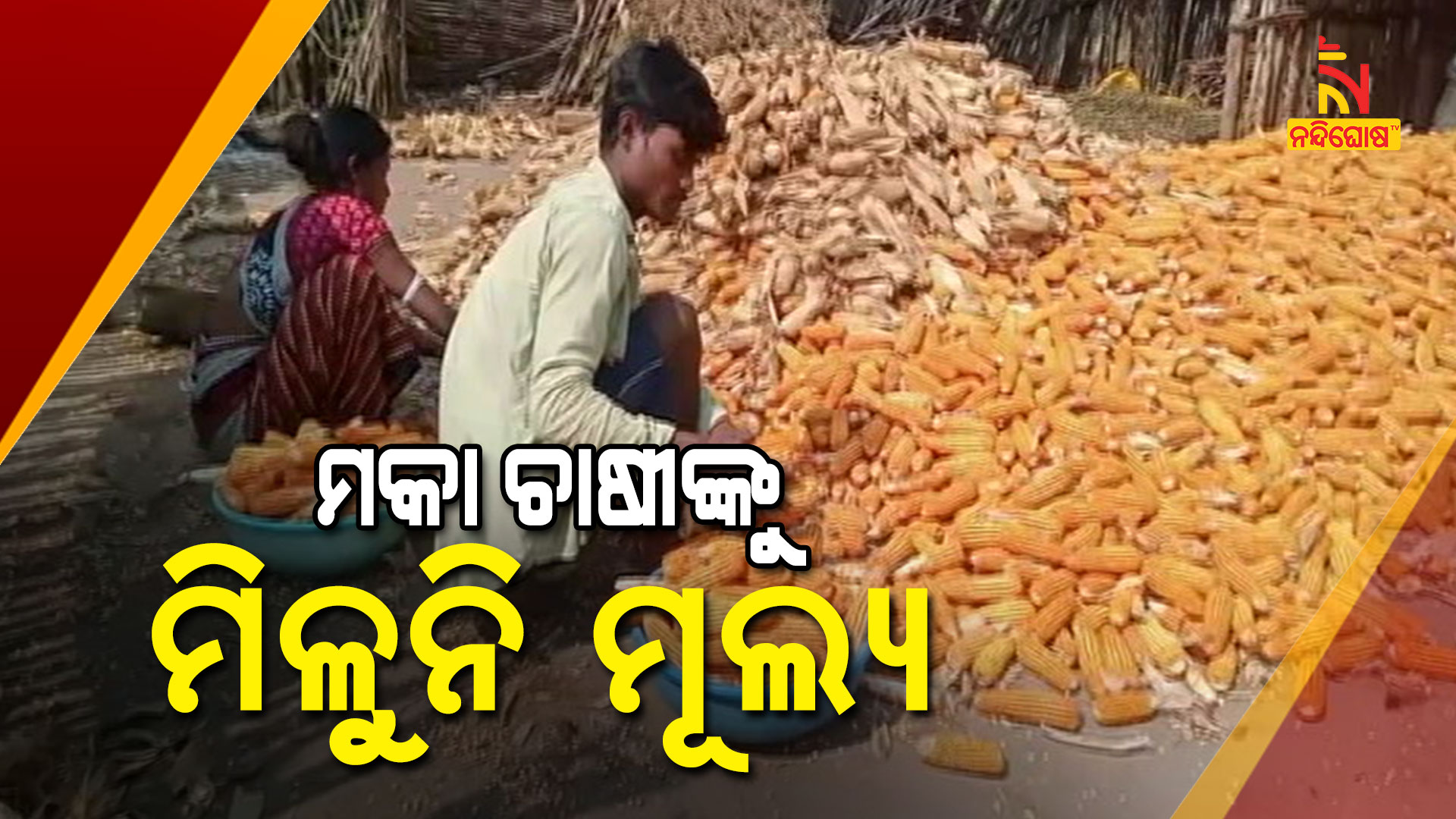 ମକା-ଚାଷୀଙ୍କୁ-ମିଳୁନି-ମୂଲ୍ୟ-DHARMAGARH_CRON-FARMING_PKG