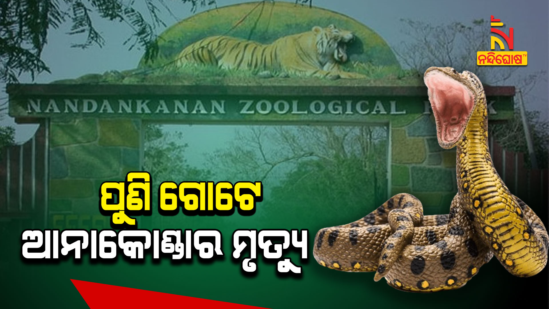 ପୁଣି-ଗୋଟେ-ଆନାକୋଣ୍ଡାର-ମୃତ୍ୟୁ