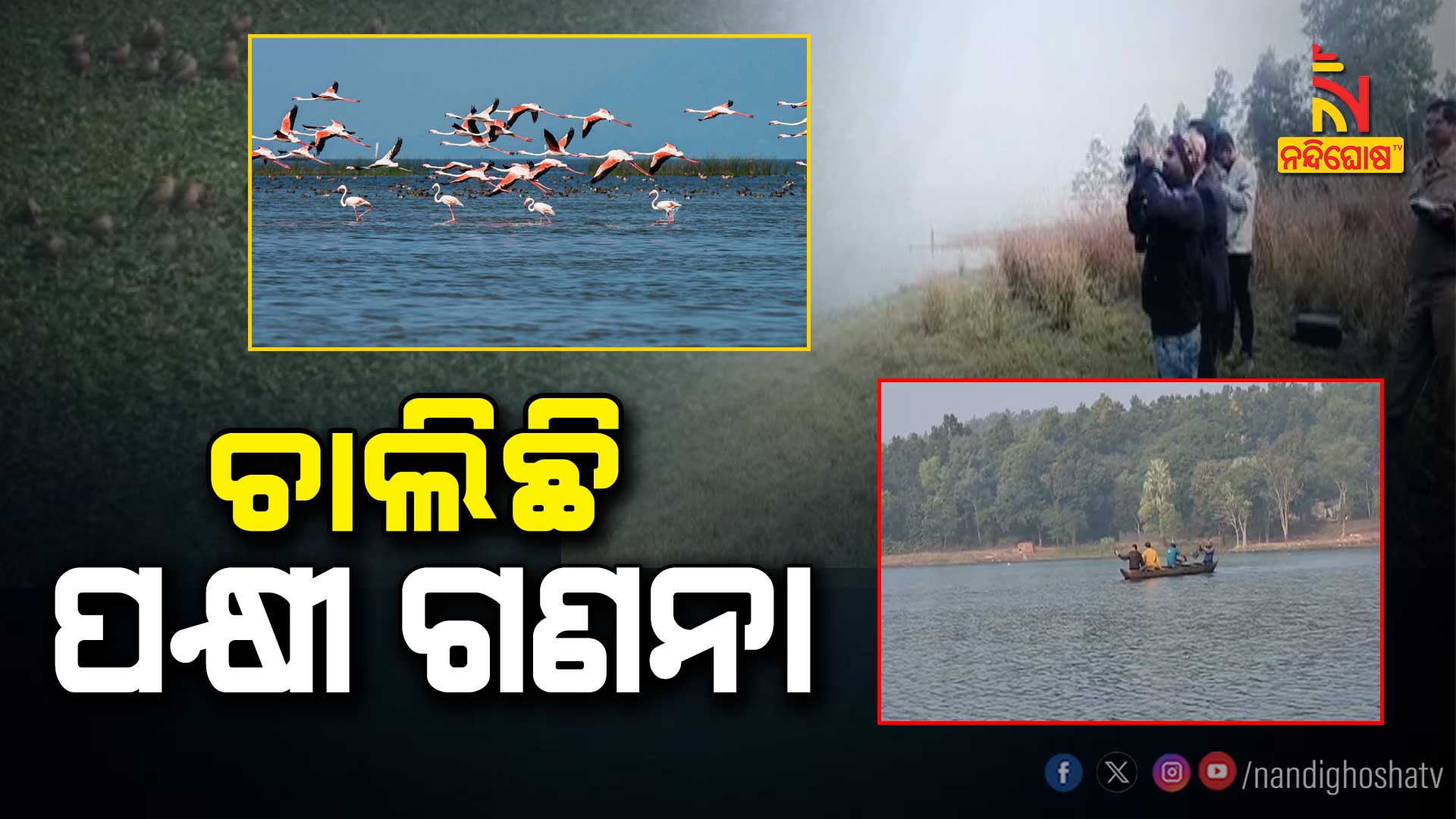 ଚାଲିଛି-ପକ୍ଷୀ-ଗଣନା