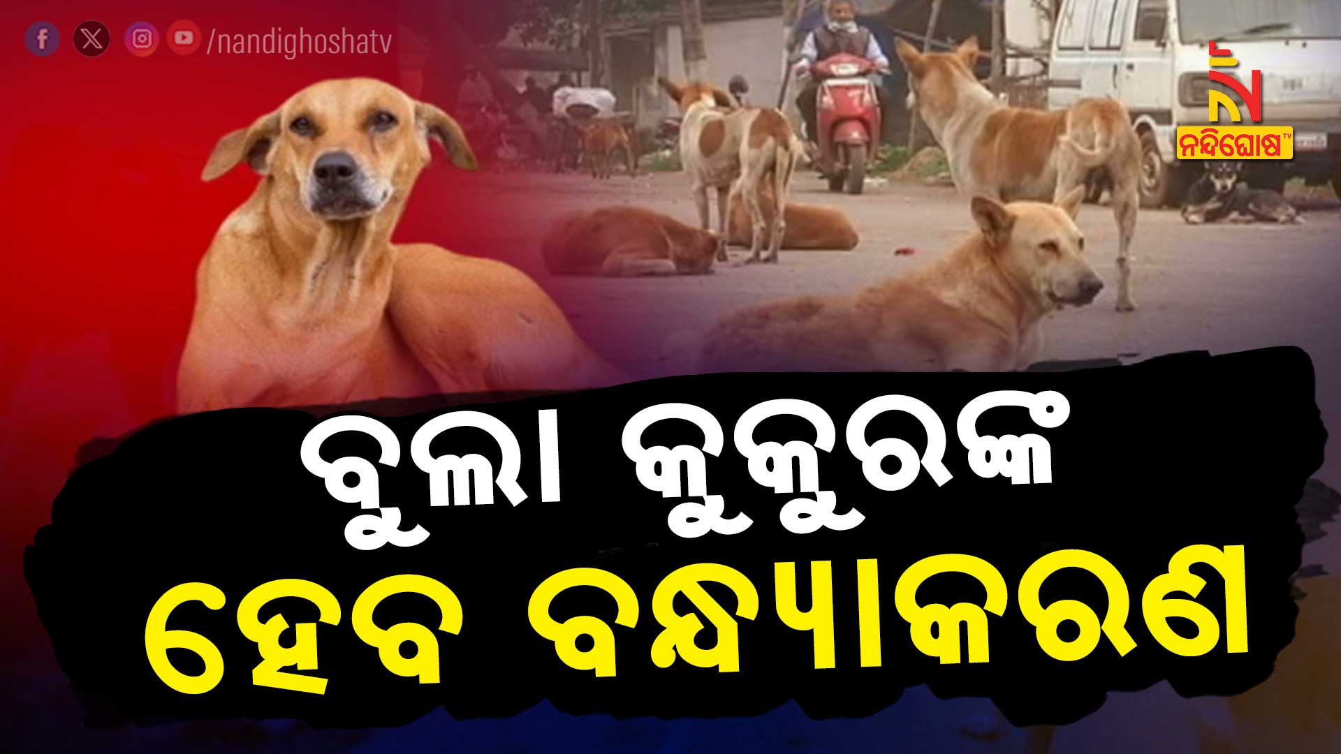 ବୁଲା-କୁକୁରଙ୍କ-ହେବ-ବନ୍ଧ୍ୟାକରଣ
