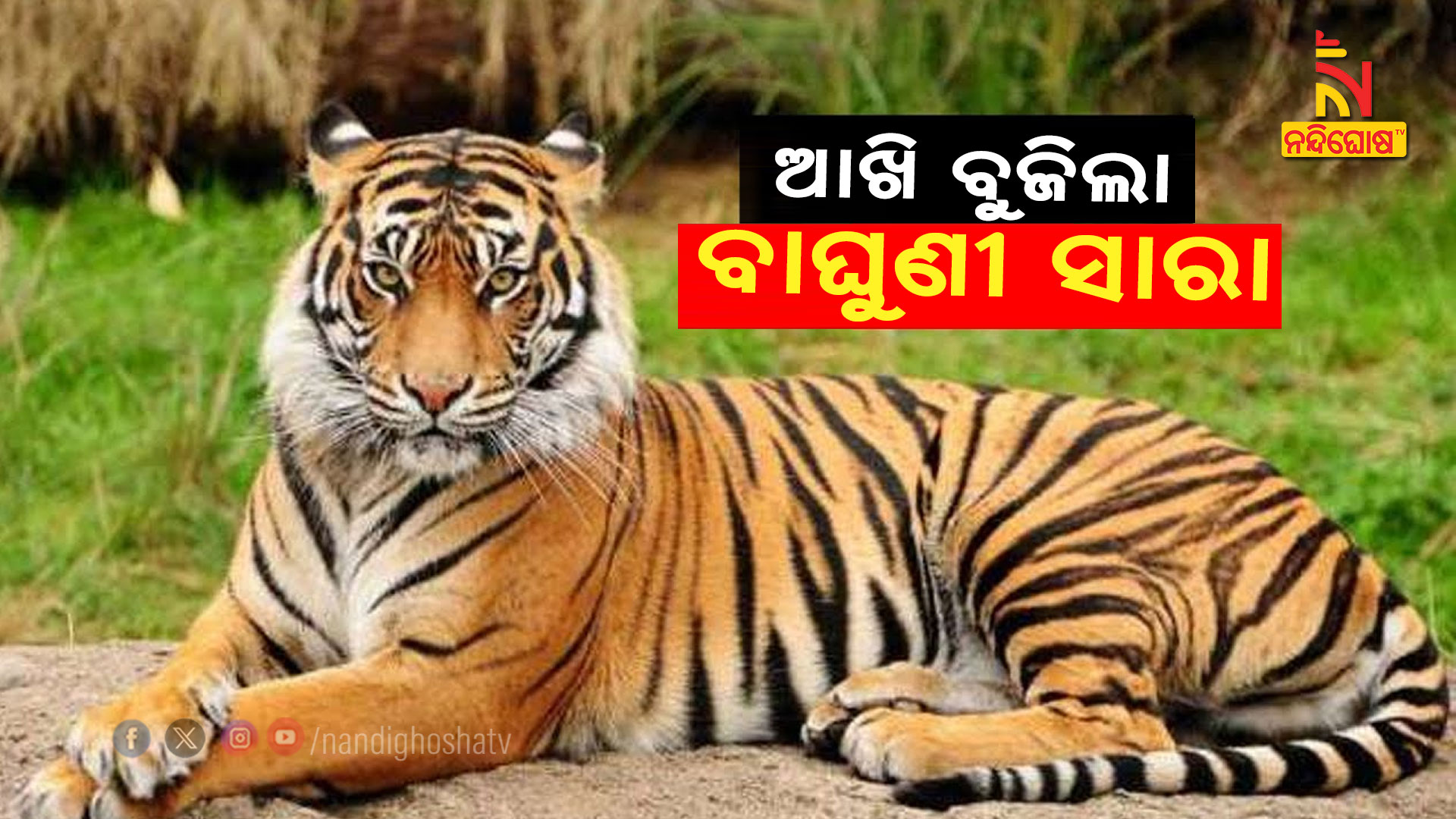 ଆଖି-ବୁଜିଲା-ବାଘୁଣୀ-ସାରା