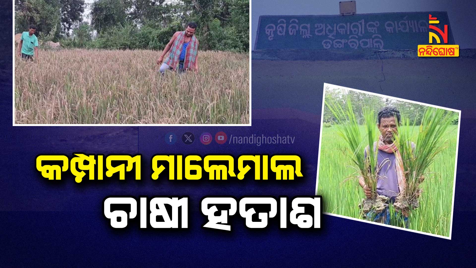 କମ୍ପାନୀ-ମାଲେମାଲ,-ଚାଷୀ ହତାଶ