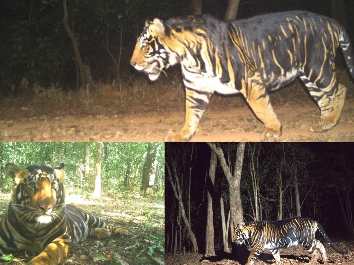 Black-tigers