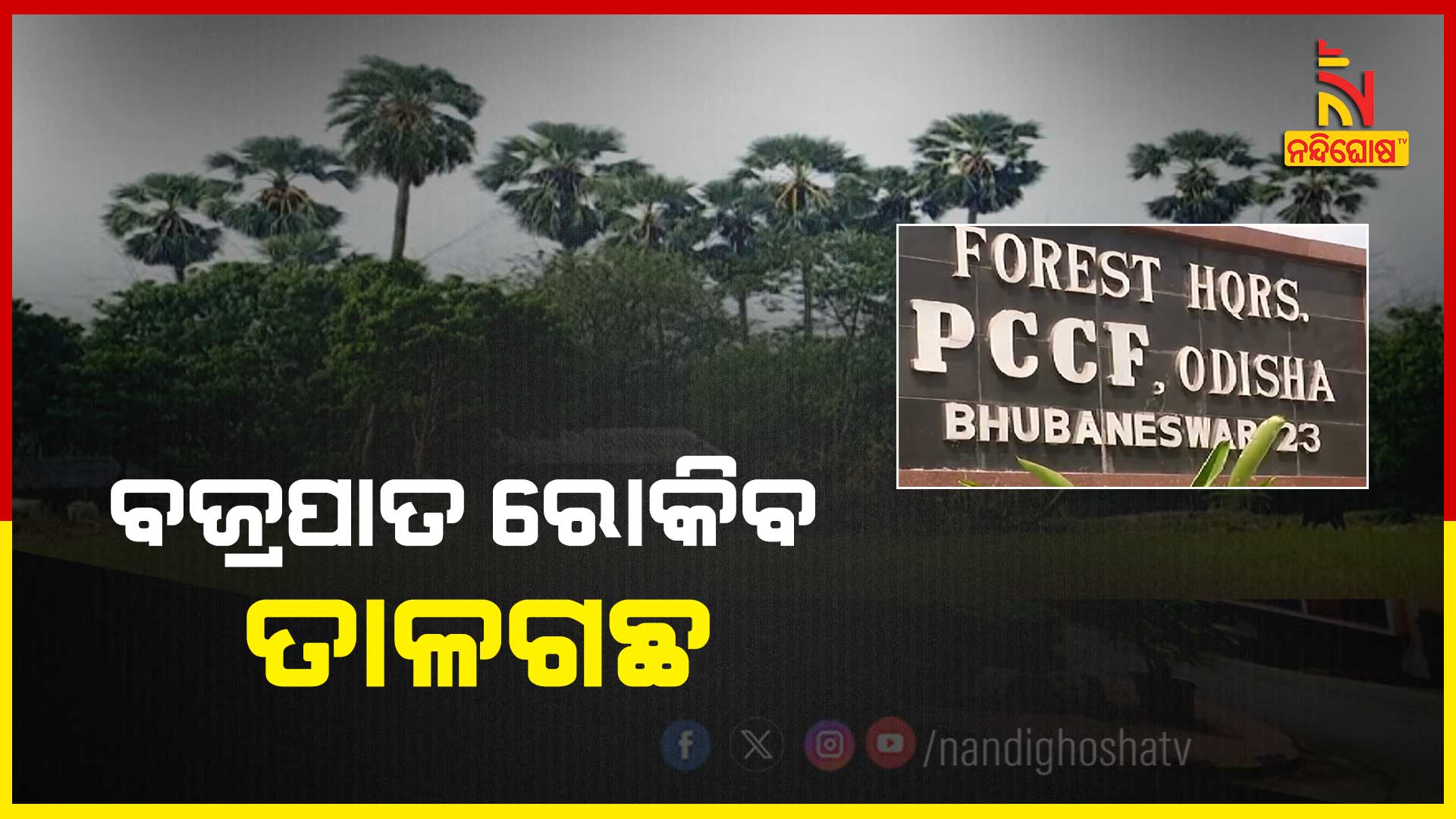 PALM-TREE-PLANTATION_PKG_SATYA_19082