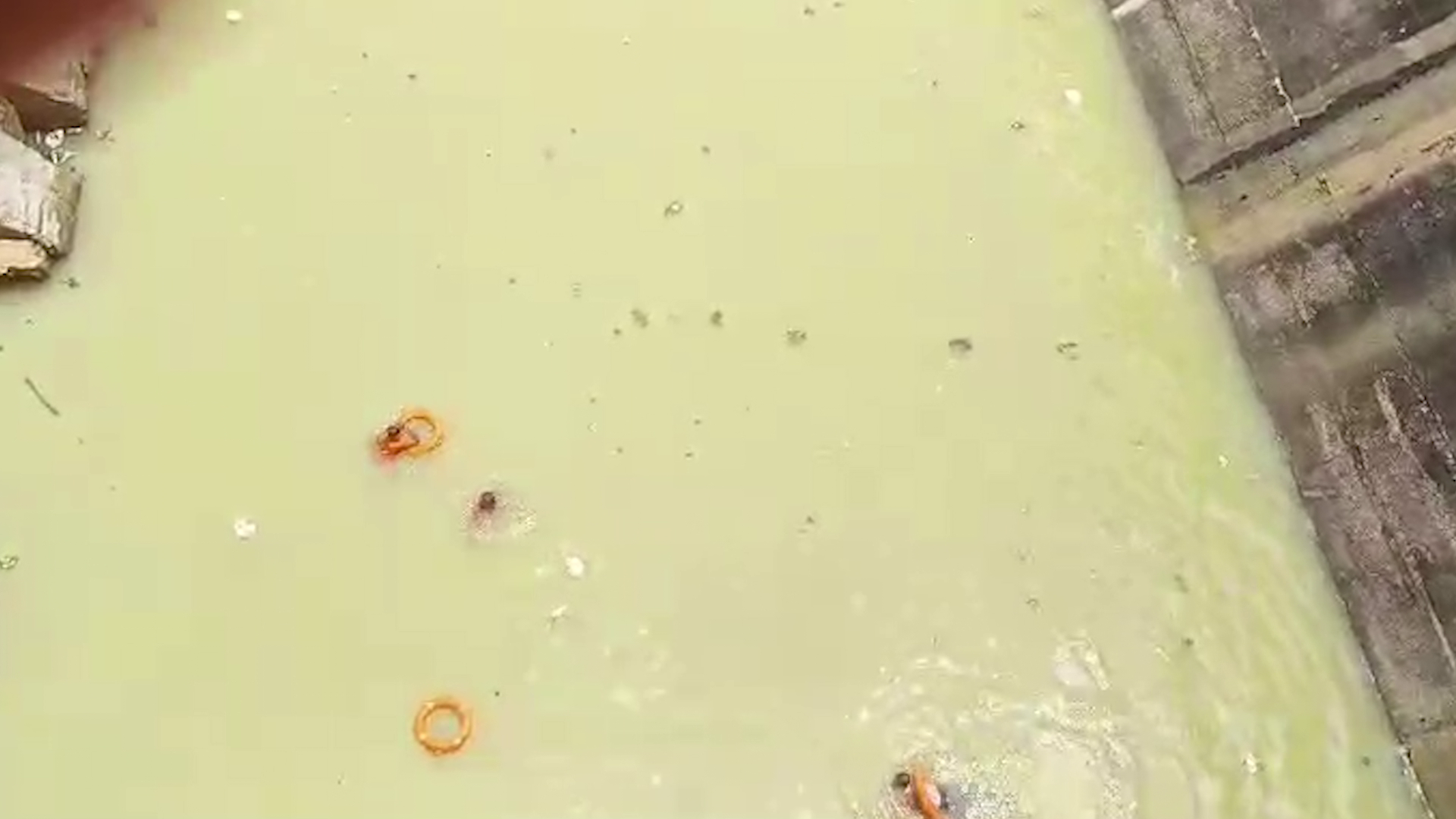 vlcsnap-2024-08-17-16h09m12s68