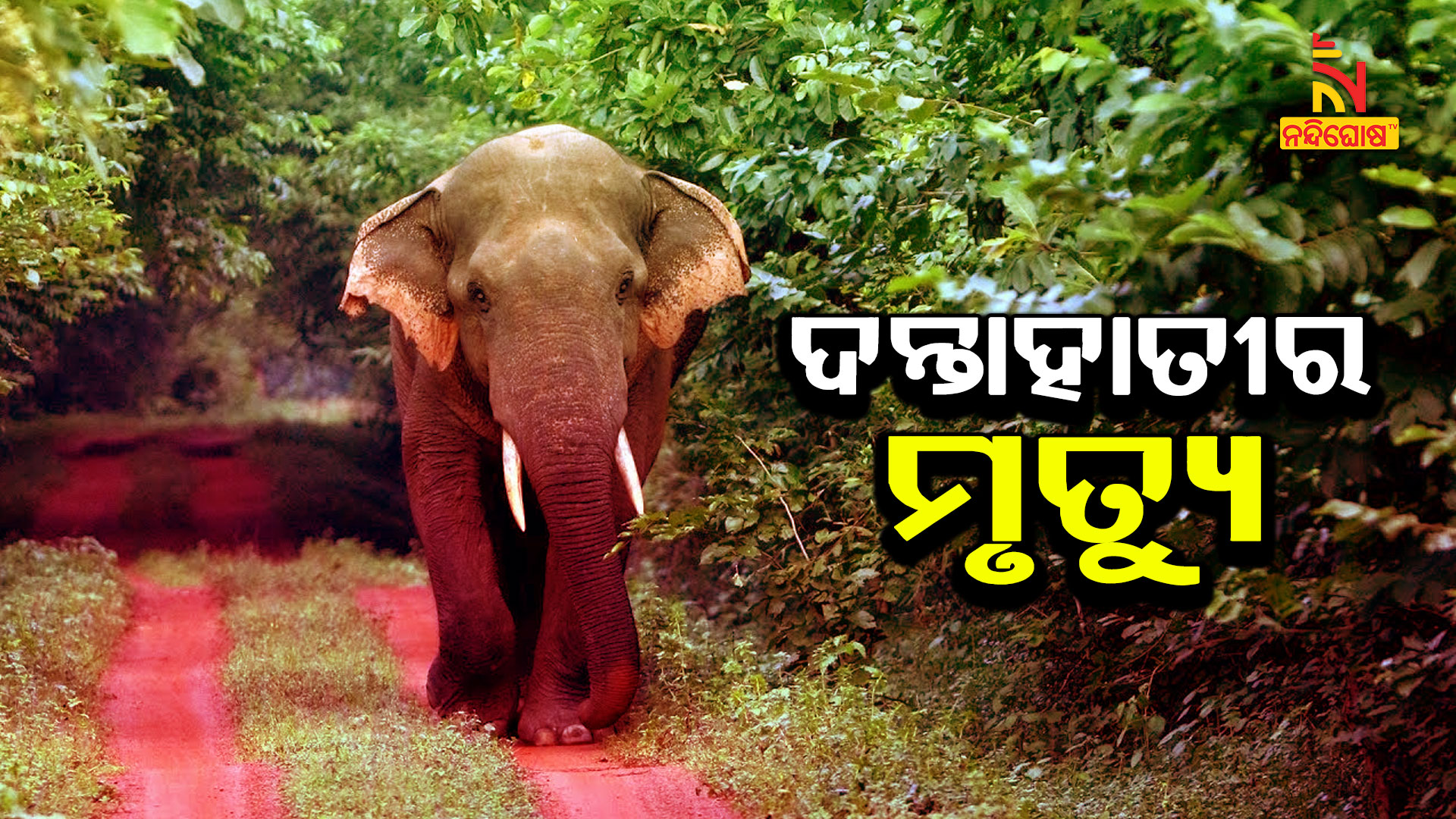 ଦନ୍ତାହାତୀର-ମୃତ୍ୟୁ