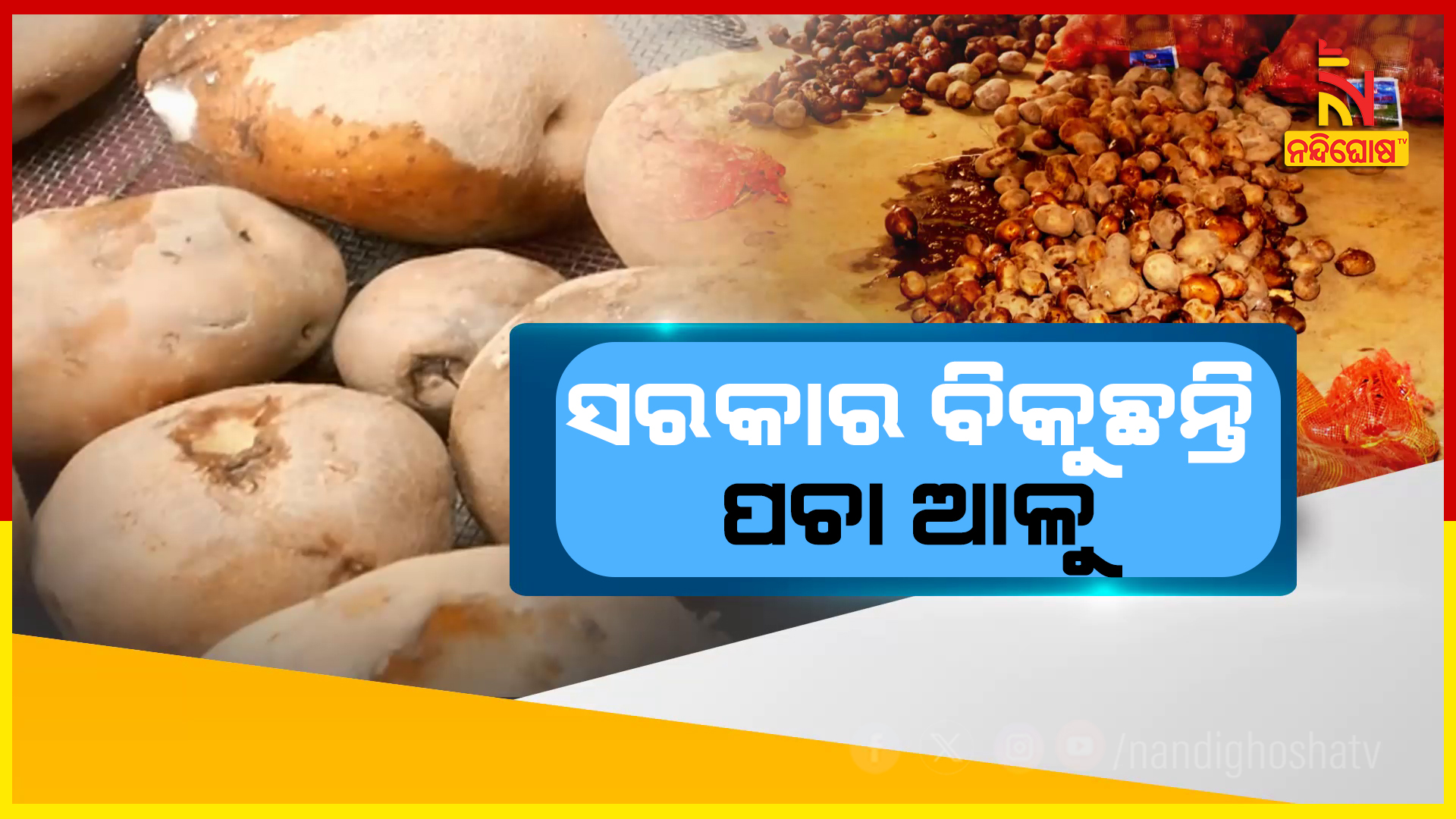 ସରକାର ବିକୁଛନ୍ତି ପଚା ଆଳୁ