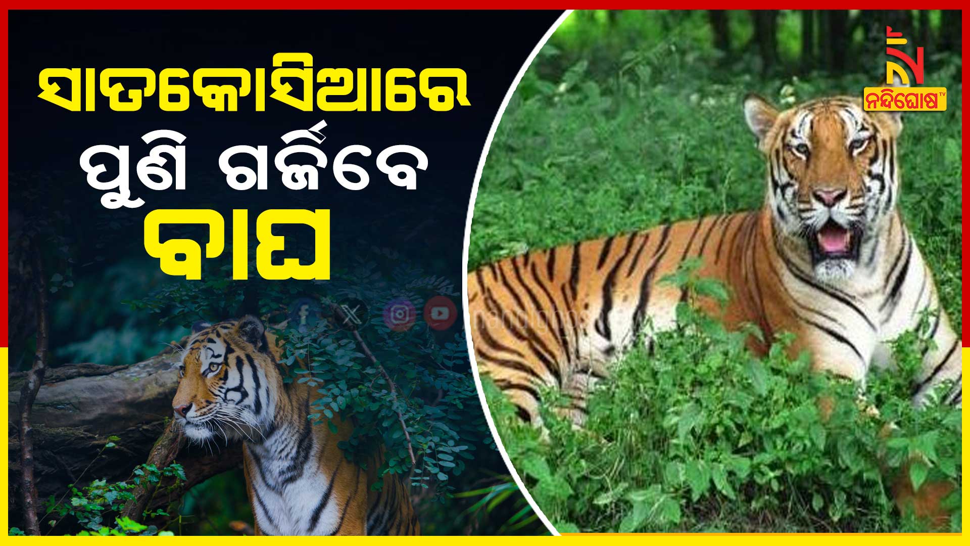 ANGUL_AGAIN-TIGER-ISSUE_PKG_SAMARESH)
